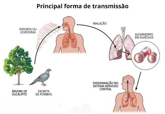 Blog do Mochi: Síndrome do pombo