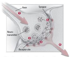 tipos neurotransmissores