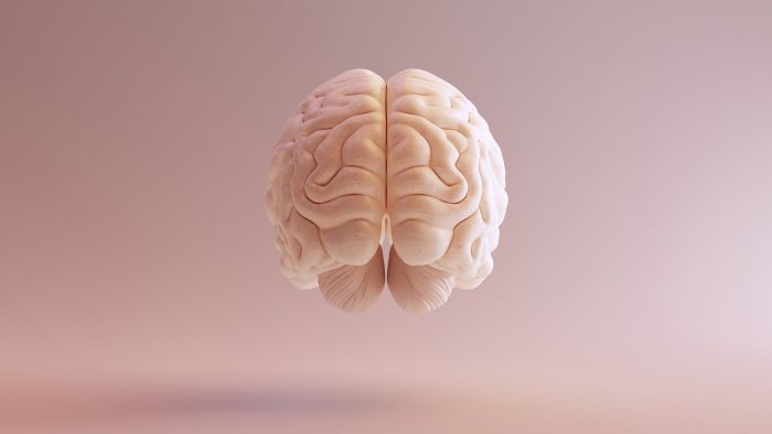 imagem do cérebro humano flutuando