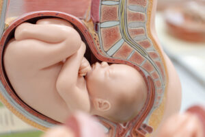 Como descobrir o sexo do bebê no ultrassom? - Mega Imagem