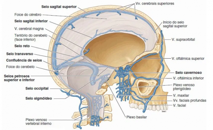 cerebro