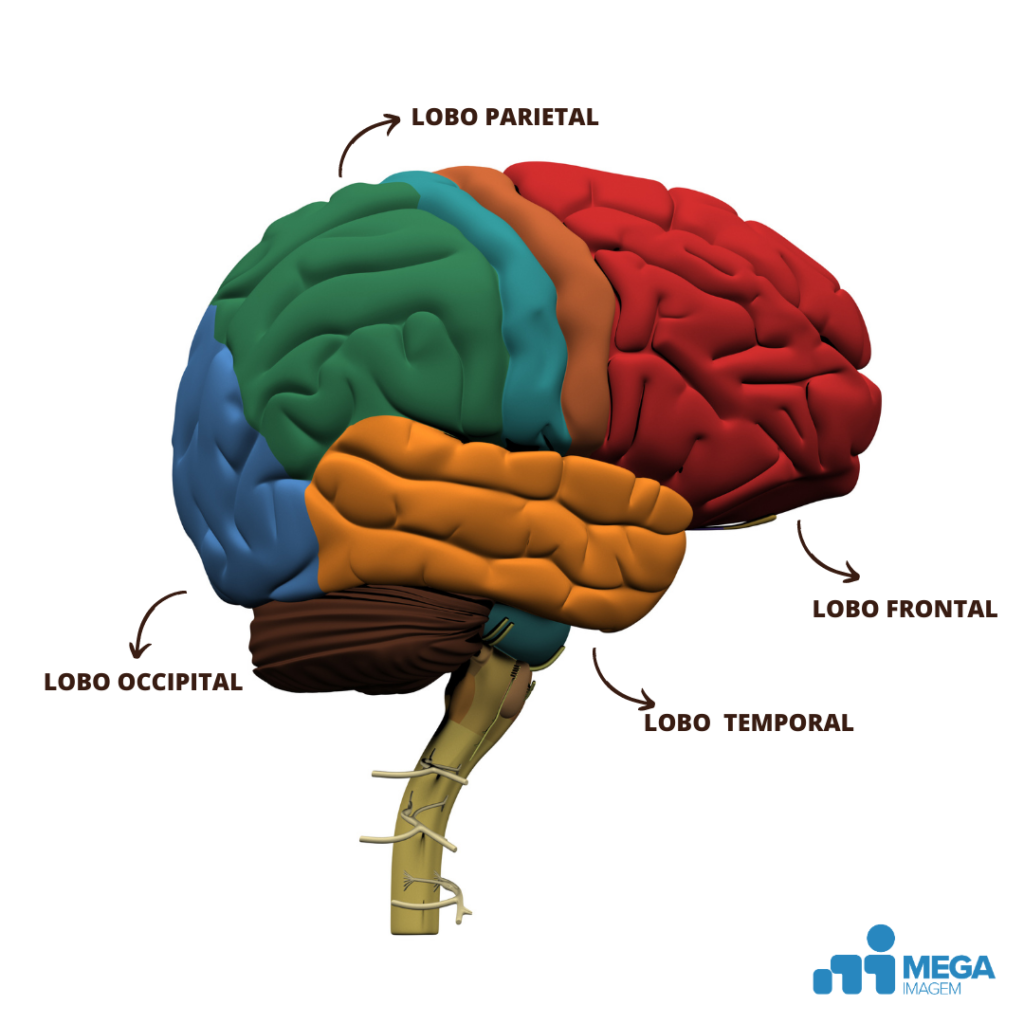 cérebro-humano