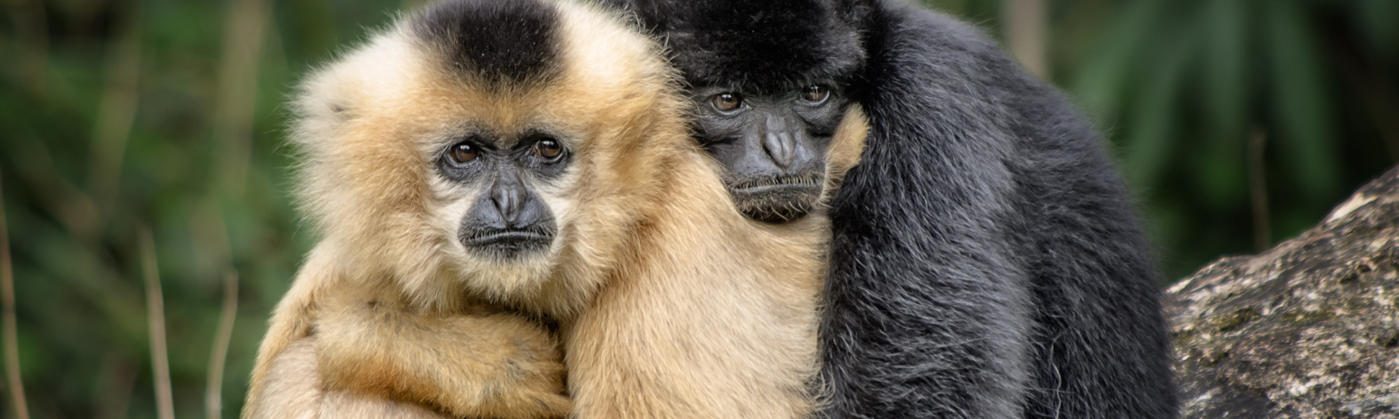 Varíola dos macacos: como se prevenir?