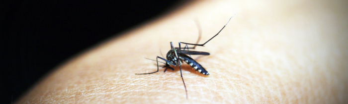 Malária: sintomas, tratamentos e prevenção