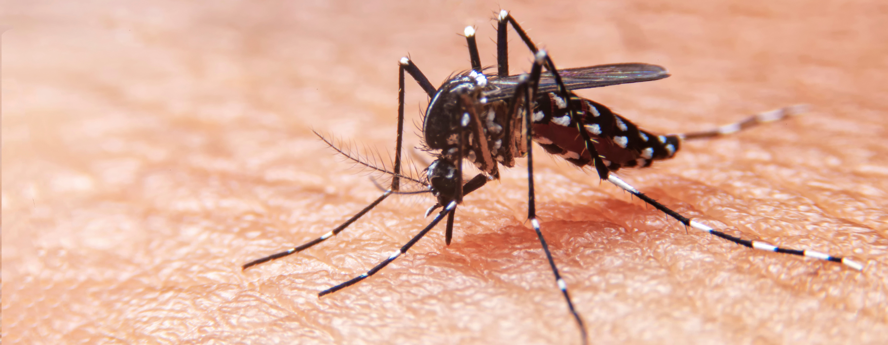 Dengue: entenda tudo sobre a doença