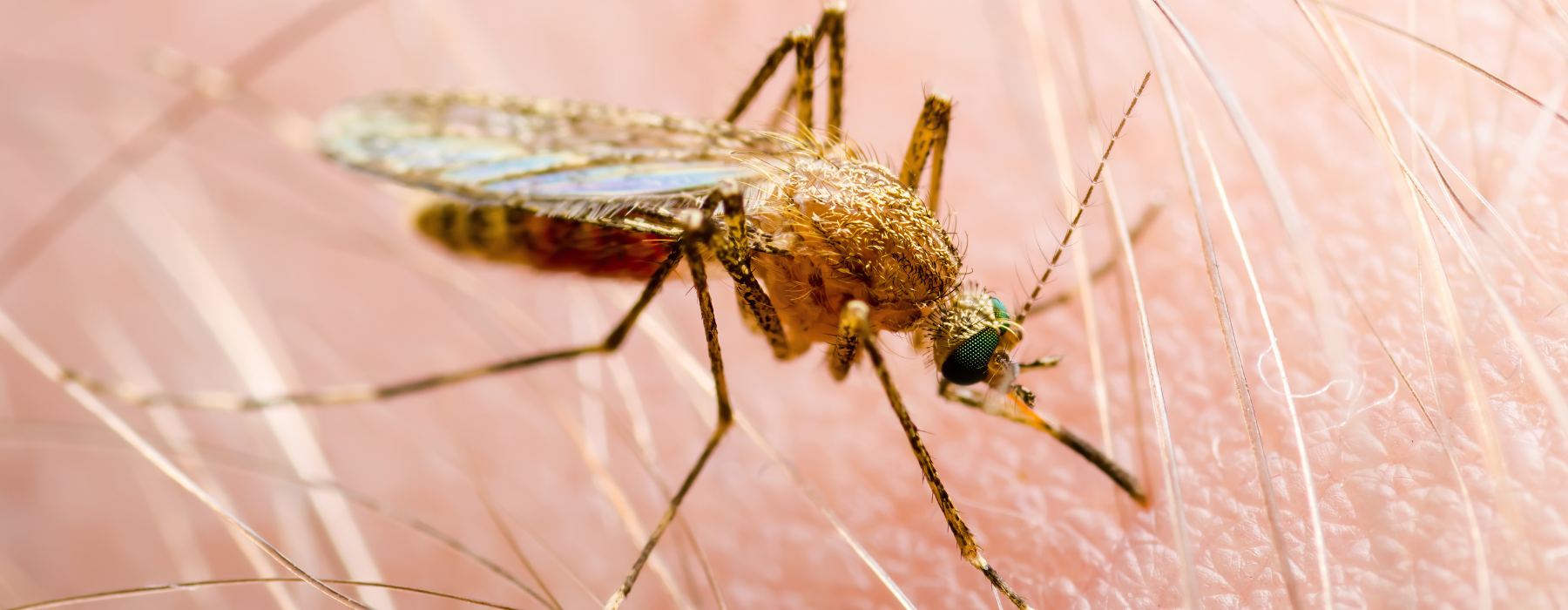 virus-mayaro