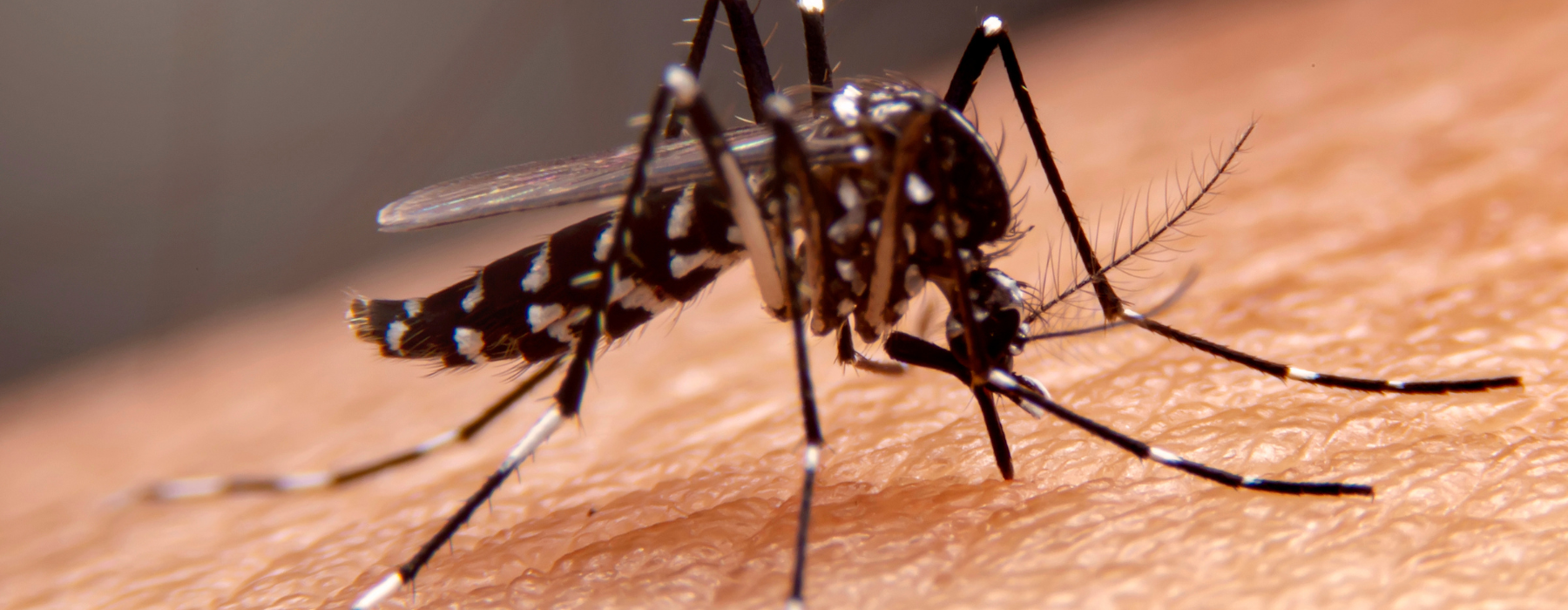 Mosquito da dengue