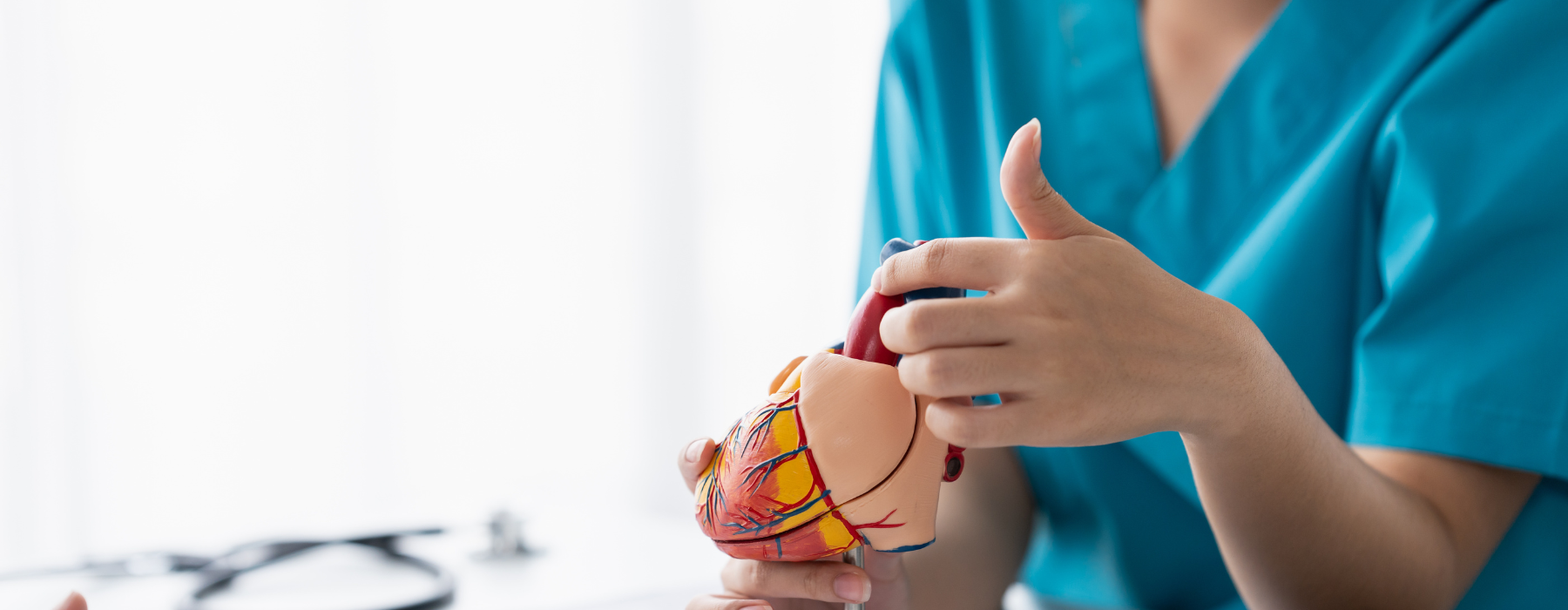 Modelo anatômico do coração utilizado para explicar a ressonância magnética do coração e suas aplicações clínicas